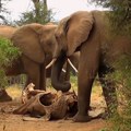 Suša ubija iscrpljene slonove u Zimbabveu