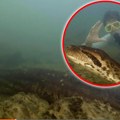 Otkrivena najveća zmija na svetu: Zastrašujući snimak, monstrum ima 200 kg, naučnici potvrdili da je u pitanju nova vrsta…