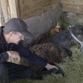 "Ništa ne koljem, ništa ne prodajem": Bosanac čuva preko 500 životinja: Prvo udomio jednog psa, a sada ima lame, konje i…