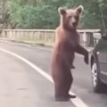 Bahati turisti maltretirali mladunče medveda Hteli da naprave selfi, sreća pa mu se majka nije pojavila! (video)
