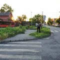 Čovek se latio kose, pa uređuje okretnicu u Batajnici: Niko ga ne tera, ali rešen je da ulepša kraj