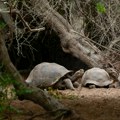 Posle 150 godina tišine stigle bebe, i to od najstarije majke u istoriji zoo-vrta Njeno potomstvo može spasti vrstu
