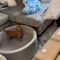 Pas je dobio sopstveni "ball pit" i ovoliku sreću još niste videli: Nije znao šta ga je snašlo, samo što ne progovori