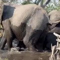 Turisti na safariju prišli preblizu krdu slonova: Snimljen zastrašujući napad džinovske životinje