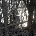 Prelepi beli jelen sa Lovćena doveden u šumadiju: Dušan iz sela Brzan ima jedinstvenu farmu na kojoj gaji divljač - jedan…