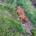 U Belanovcu kod Leskovca ubijaju pse iz vazdušne puške