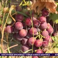 Vinova loza na Fruškoj gori očuvana - očekuje se dobro grožđe, pa i vino