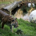 Tigar Bakso uskoro napušta Diznijev životinjski park