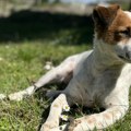 Turisti sa psima nepoželjni na plaži u Povljani na Pagu, kazna 150 evra