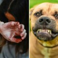 Pas izujedao devojčicu u Beogradu, hitno prevezena u bolnicu! Horor u Rakovici, staford nasrnuo na dete