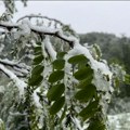 Sneg prekrio voćnjake Vremenski kolaps zadao glavobolje poljoprivrednicima, težak sneg preti da slomi grane usevima (foto)