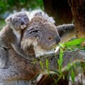Koala i kriminal: Neočekivani igrač u forenzičkim istragama