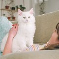 Mačka vas u igri iznenada "gricne" Evo šta pokušava da vam kaže