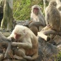 Životinje: Posle uragana makaki majmuni postali brižljiviji i tolerantniji