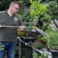 Klub poklonika japanske umetnosti uzgoja biljaka Bonsai je isto kao i kućni ljubimac