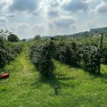 Sezonski radnici malina sada beru ovo voće! Dnevno može da se zaradi i do 5.000 dinara, a rodilo bolje nego ikad (foto)