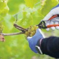 Francuska ponovo krči vinograde