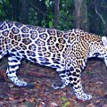 Retka vrsta jaguara primećena posle 10 godina u planinama Hondurasa