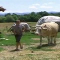 Ovako se oženio mali Milija zbog kog je Srbija plakala: Sam muzao, sam kosio, kopao, preživljavao od jedne kravice i malo…