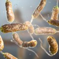 Šta tačno znamo o opasnoj bakteriji koja je ubila troje ljudi u Americi