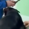 Devojka upala u beogradsku veterinarsku stanicu Sve je snimila i viče "Hoće da uspavaju zdravog psa!"