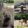 (Foto, video) u Zoo-vrtu na Paliću kreativna rešenja za rashlađivanje Sve za dobro životinja, a evo čije prinove su tu