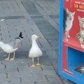 Au, majko mila, jel moguće ovo? Kad vidite kako ovi galebovi ''varaju'' automat za mačju hranu, plakaćete od smeha! (video)