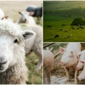 U Srbiji otvorena prva onlajn farma! Iz grada gajite i čuvate ovce, krave i prasiće- Tov možete plaćati i na rate
