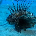 Riba zec, riba lav, riba balon... Zašto tropske vrste osvajaju Mediteran
