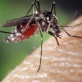 Hrvatska uvezla 100.000 komaraca iz Italije: Kreće sprovođenje plana