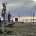 FOTO Radnici Gradskog zelenila rade "punom parom": Tokom dana biće posađene 184 sadnice drveća