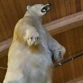 Životinje i kriminal: Veliki preparirani polarni medved ukraden u bizarnoj pljački u Kanadi