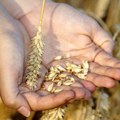 Svetsko tržište ima problem, zalihe pšenice biće najniže u poslednjih deset godina – kakvo je stanje u Srbiji