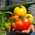 Pogodite koje povrće ima najviše pesticida Srbi ga svaki dan jedu, posebno tokom leta