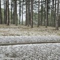 Neverovatan prizor nakon jakog nevremena na Zlatiboru: Uspeli da naprave Sneška Belića usred avgusta:"Čudo od meseca" (foto)