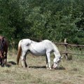 Tragedija na Hipodromu: Pet konja uginulo, Božićna fijakerijada otkazana