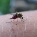 Batut objavio koliko je zaraženo groznicom Zapadnog Nila u Srbiji