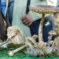 Izložba gljiva u najlepšem parku Ovoga vikenda u Banji Koviljači (foto)