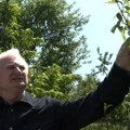 "Doneo mi drugar nekoliko i zakopam u žardinjeru da vidim da li će da nikne" Sad kod Zorana u dvorištu raste čista egzotika…