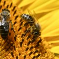 Francuska ponovo dozvolila sporne pesticide: Pčelari upozoravaju na katastrofu za pčele