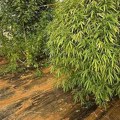 Od kuće napravio plantažu marihuane: Neverovatan prizor u Stocu