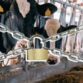 Mlekara u Loznici stala sa otkupom: Polovina proizvođača već pronašla novo rešenje