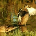 Ornitolozi na Vlasini otkrili dosad nezabeležene vrste ptica na jugu Srbije
