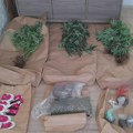 Uhapšen diler u Novom Sadu: Zaplenjeno 64 biljke kanabisa, spid i ekstazi