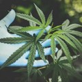 U stanu uhapšenog pronađena marihuana, 11 stabljika indijske konoplje i opremu za uzgajanje