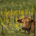 NLB Komercijalna banka isplatila prvi subvencionisani agro kredit u ovoj godini