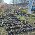 FOTO Polja mrtvih ptica: U ataru kod Kikinde više od 800 mrtvih ptica