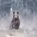 Muškarac iz Bosne hrani divlju zver Neverovatan snimak šokirao region! (video)
