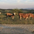 Stočarstvo Srbije između čekića i nakovnja: Kako je uvoz smrznutog jeftinog mesa zamenio domaće stočarstvo