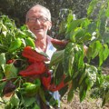 Paprika izgleda bujno, ali nema plodova? Otkrivamo šta je problem